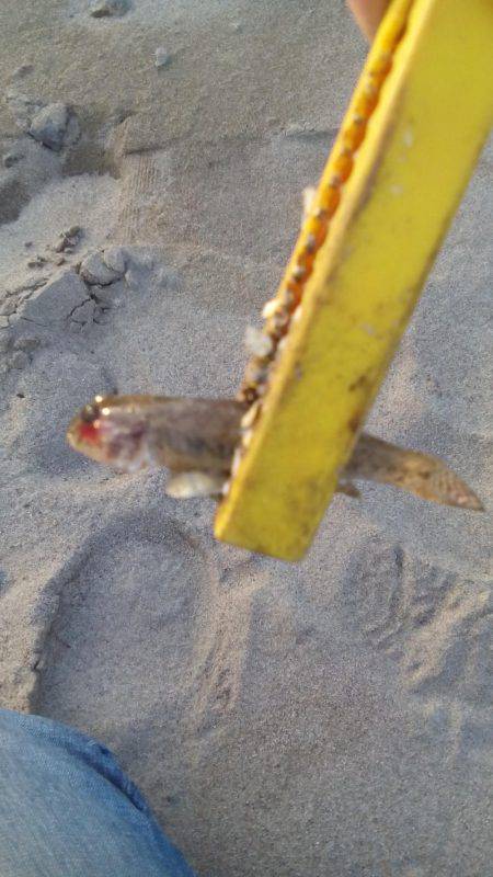 ハゼングからのアジング